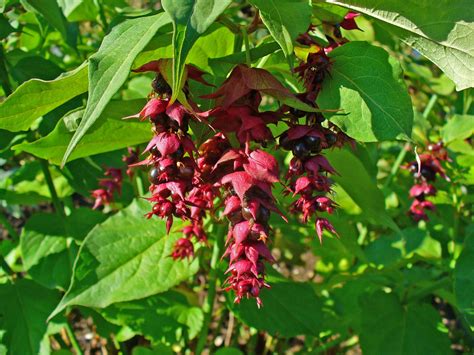 does japanese knotweed have berries